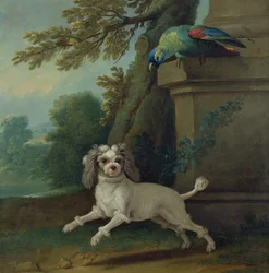 Zaza, koira, noin 1730